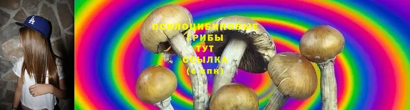 цена   ОМГ ОМГ как войти  Галлюциногенные грибы Magic Shrooms  Канаш 